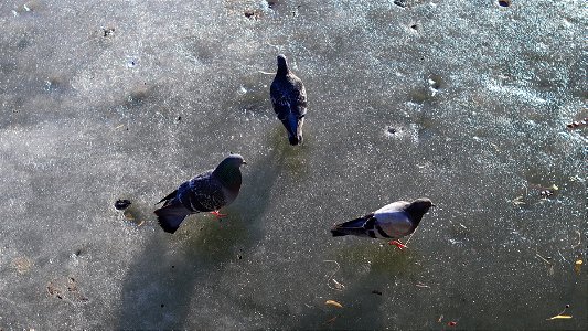 Ducks (4) photo