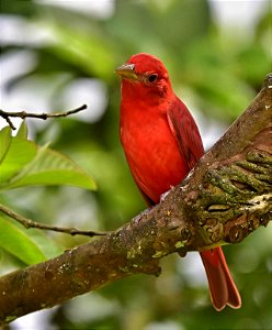 Piranga rubra - Piranga bermeja.