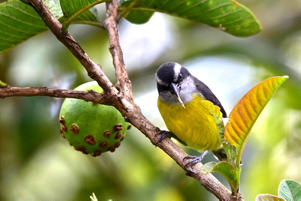 Coereba flaveola - Mielero común - Bananaquit