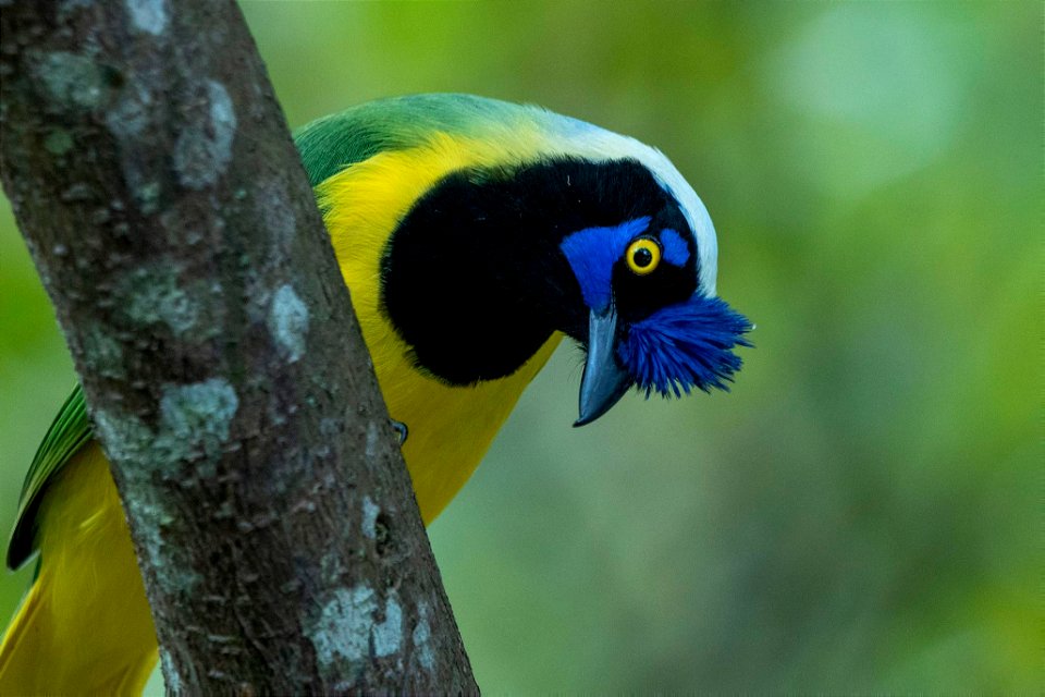 Cyanocorax yncas (Carriquí de montaña)