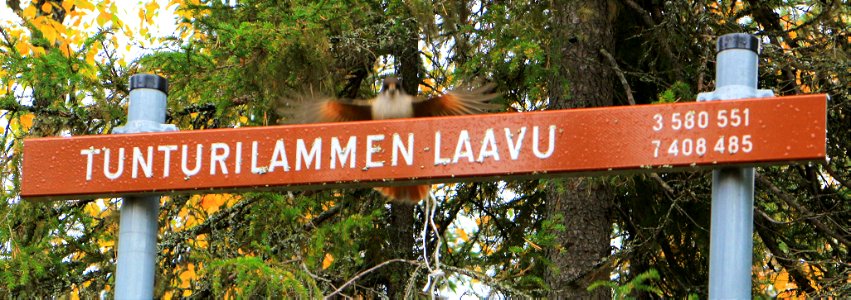 Perisoreus infaustus Tunturilammen laavulla