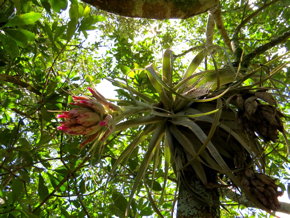 Tillandsia gardneri Lindl.