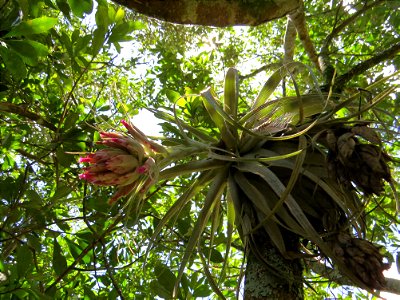Tillandsia gardneri Lindl.