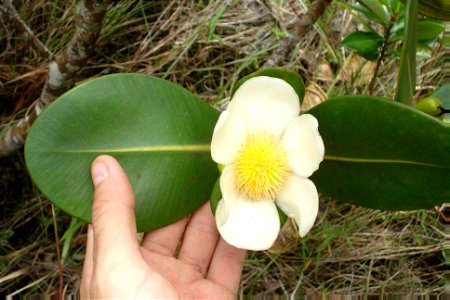 Clusia fragrans Gardner