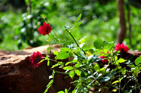 Wild Rose flower photo