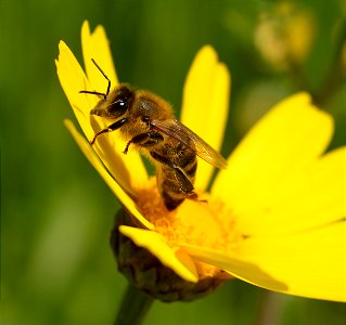 Honey Bee (Apis mellifera) on Crown Daisy (Glebionis coronaria) photo