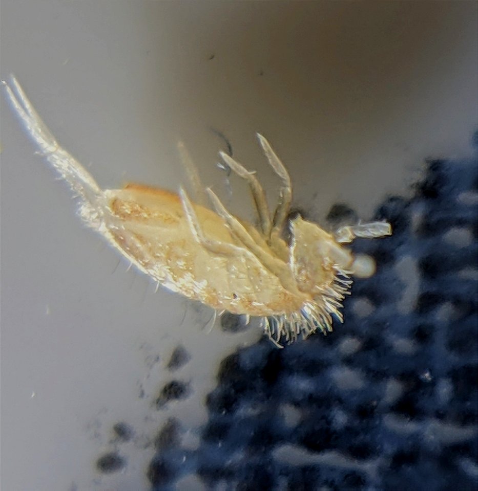 S. curviseta? Eyespot attempt