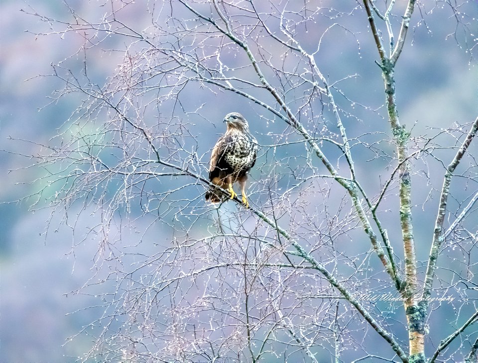 common Scottish buzzard