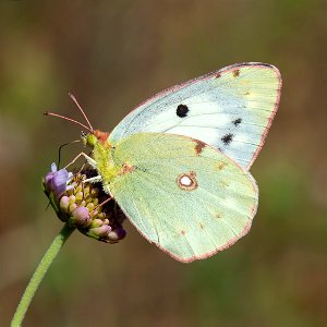 Clouded Yellow (Colias croceus) photo