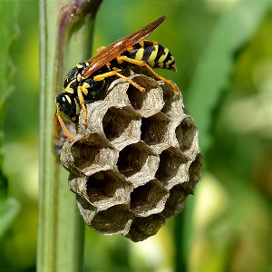 Paper Wasp photo