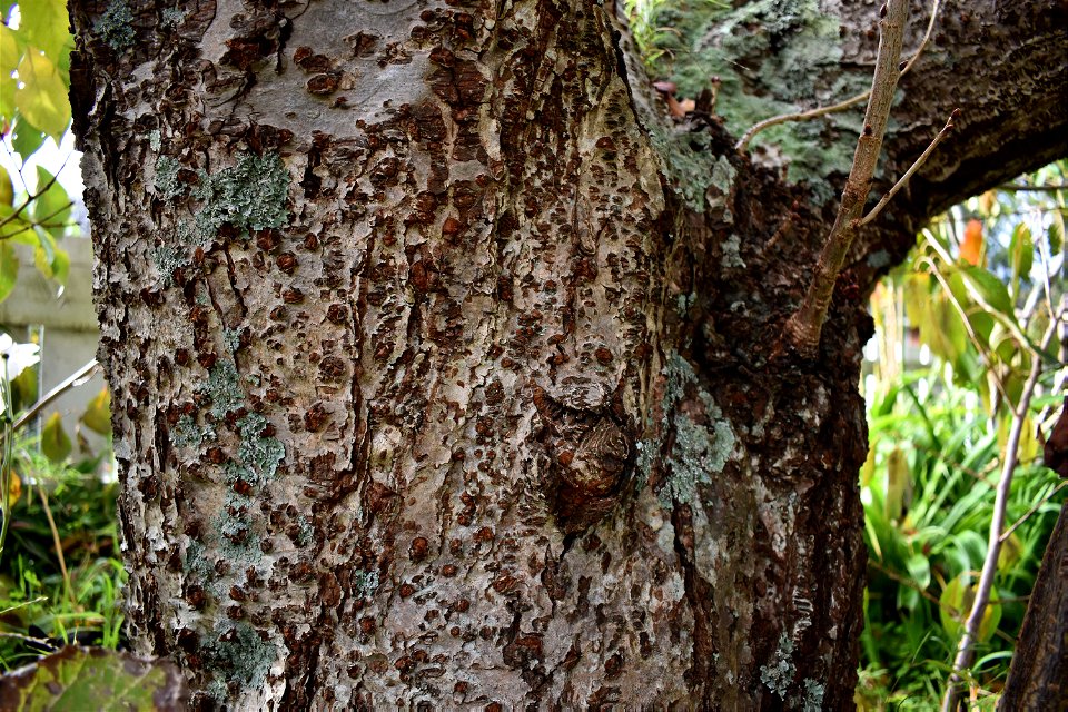 Bark photo