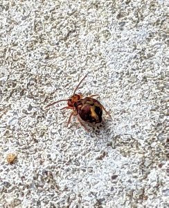 Dicyrtomina minuta?
