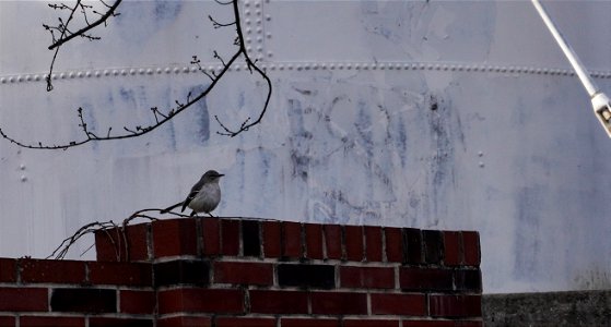 DowntownDurham-020621-14
