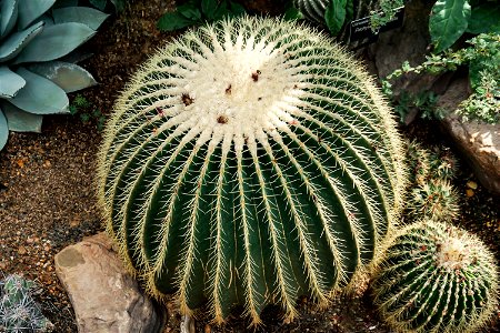 Cactus at the U.S. Botanic Garden