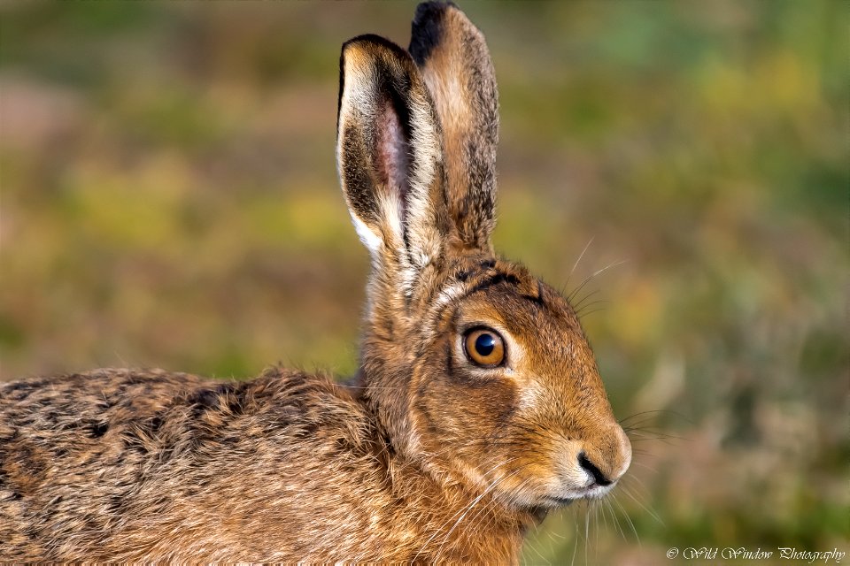 March hare