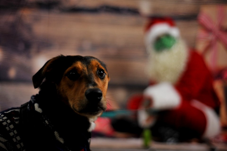 City of Elderly Love Claus for Paws Fundraiser