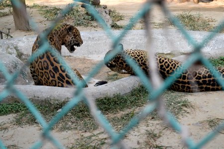 Panthera onca