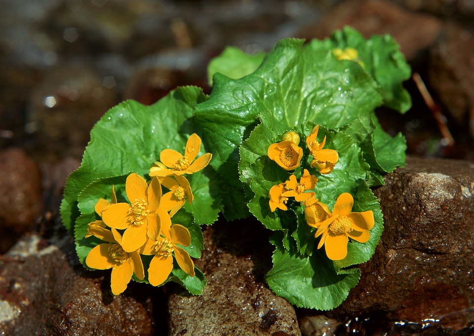 Buttercup with Shallow Depth with waterdrop