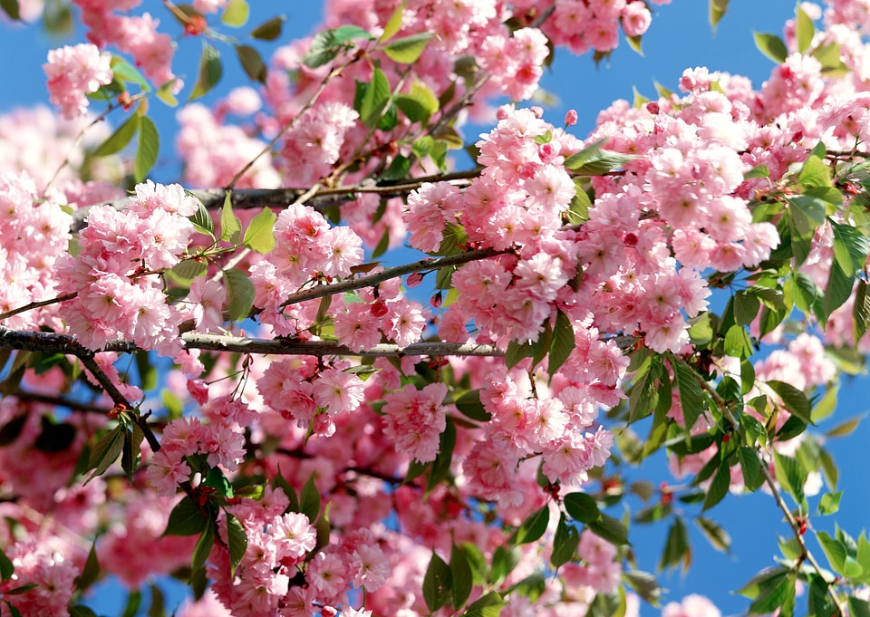 Fresh sakura spring blossoms background