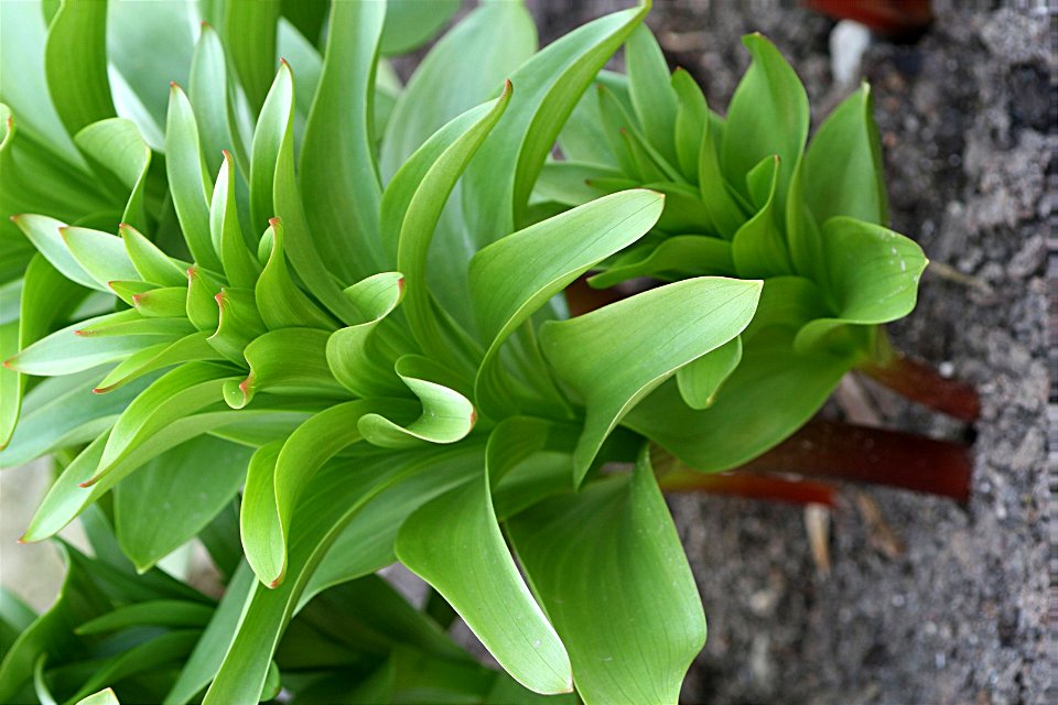 Kaiserkrone - Fritillaria imperialis photo