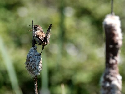 Bechman’s Wren photo