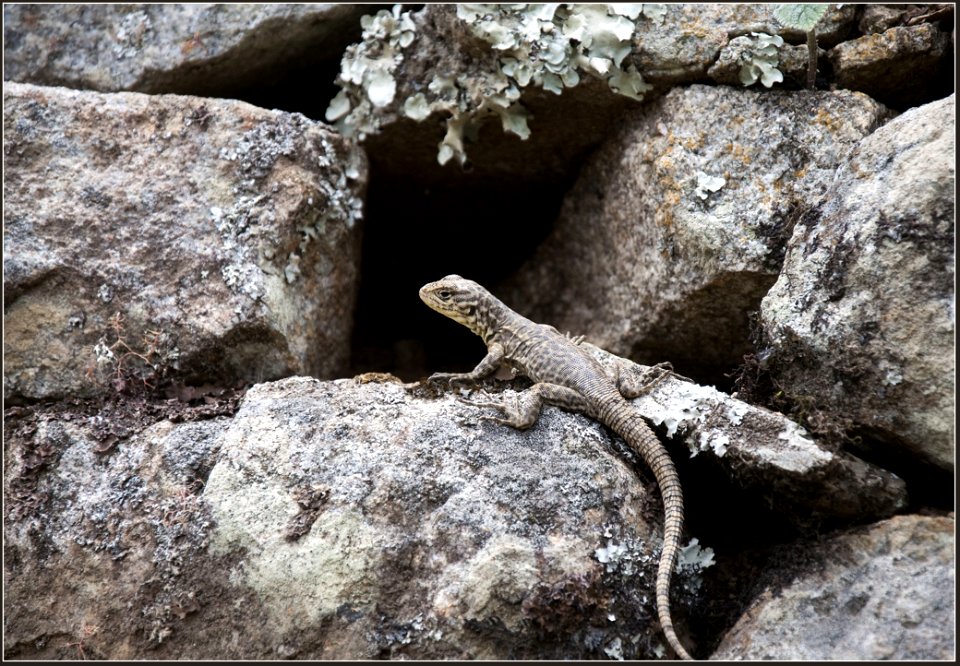 Lizard photo