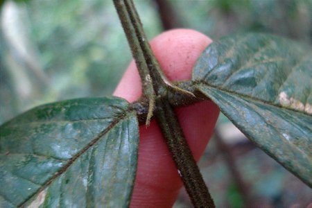Andira fraxinifolia
