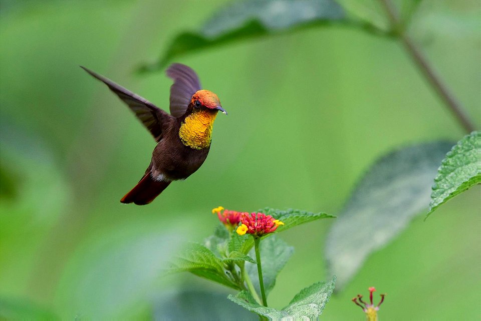 Chrysolampis mosquitus - Colibrí cabeza de rubí