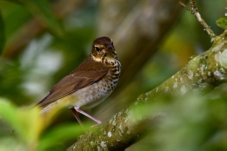 Catharus ustulatus - Zorzalito de Swainson