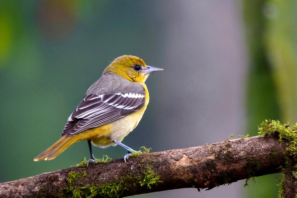 Icterus galbula (Turpial migratorio) - Hembra photo