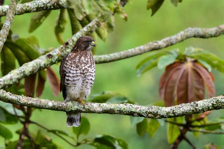 Buteo platypterus o Gavilán aliancho