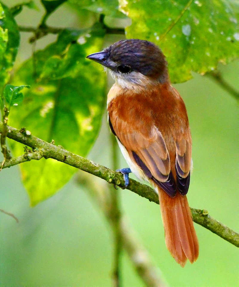 Pachyramphus rufus - Female - Juvenile