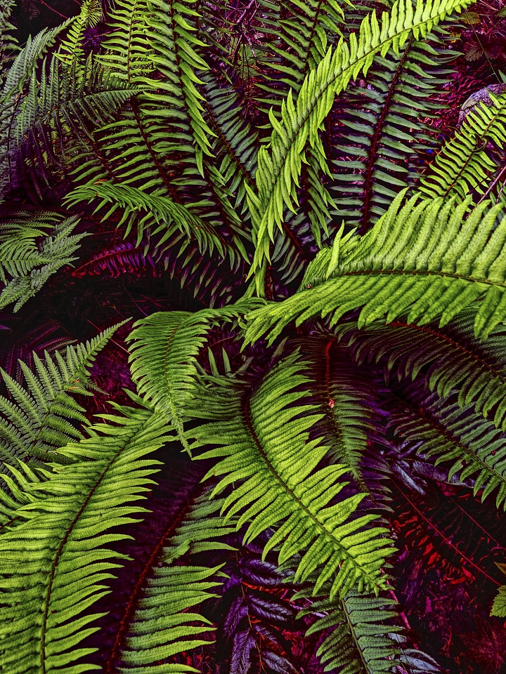 Plant leaf close-up