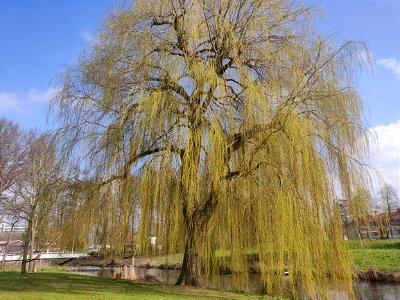 Weeping willow photo