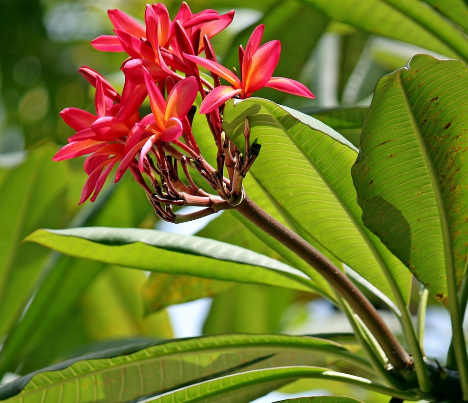 Magnolia Yulan Flower photo