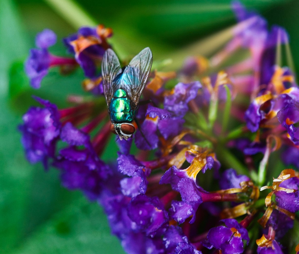 Male common fruit fly