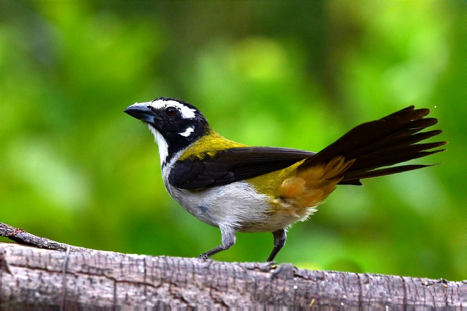 Saltator atripennis - Picogordo alinegro