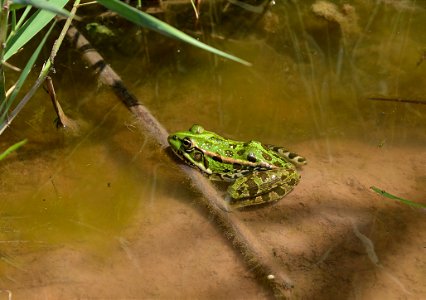 Balkan Frog (Pelophylax kurtmuelleri) photo