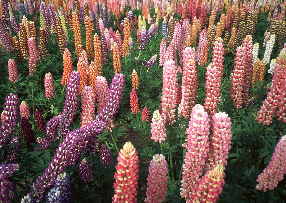 Lilac flower field