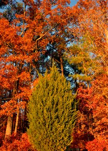 evergreen surrounded by fall colors, lake crabtree photo