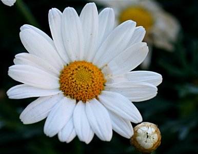 Margerite - Leucanthemum photo