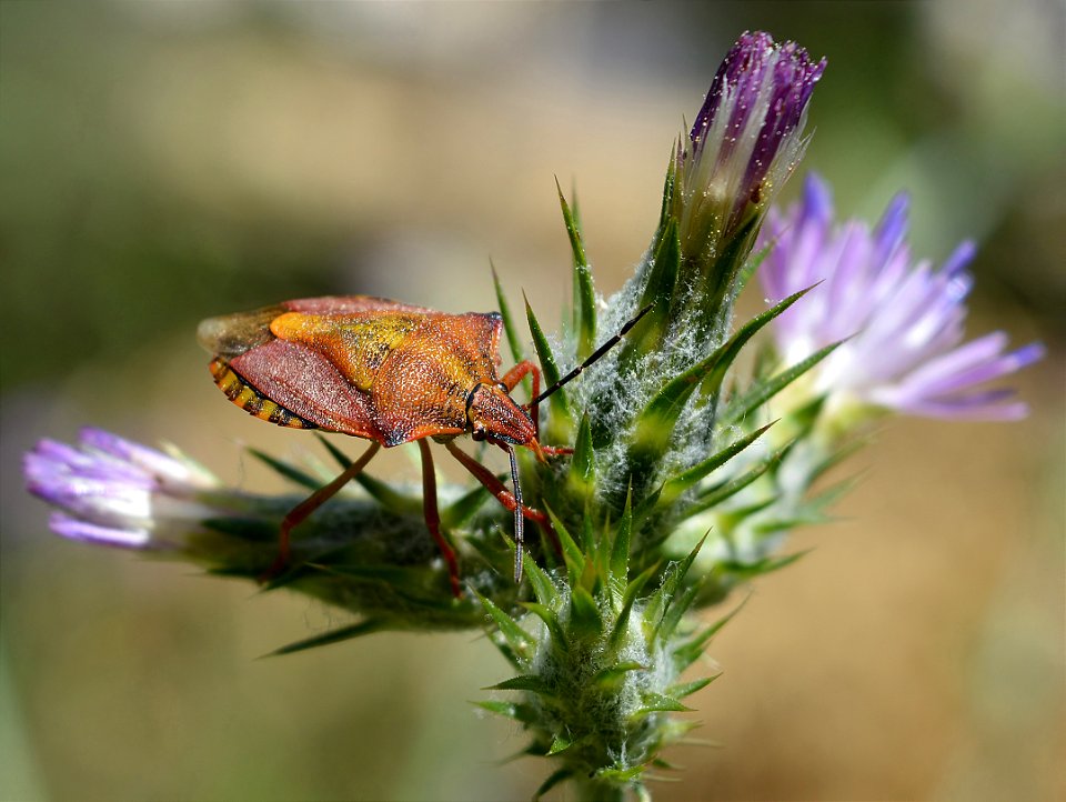 Shield Bug (Carpocoris mediterraneus)