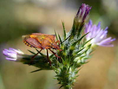 Shield Bug (Carpocoris mediterraneus) photo
