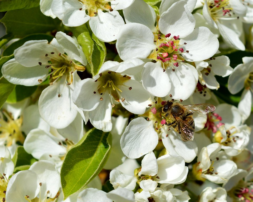 Honey Bee on Spring Blossom