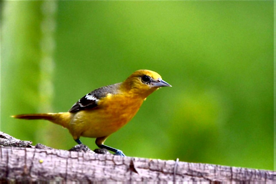 Icterus galbula - Turpial de Baltimore