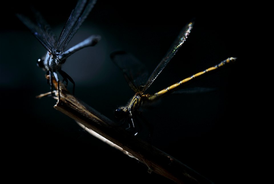 Couple of Dragonflies 3 photo