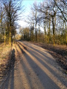 Trees and their shadow photo