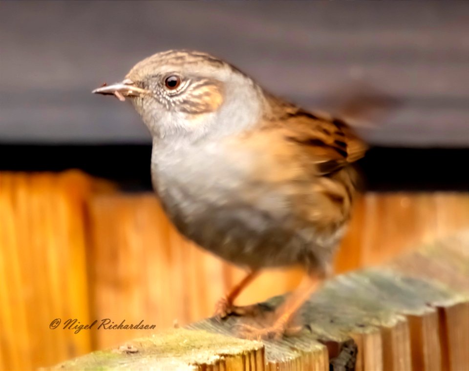 First sighting of a dunnock
