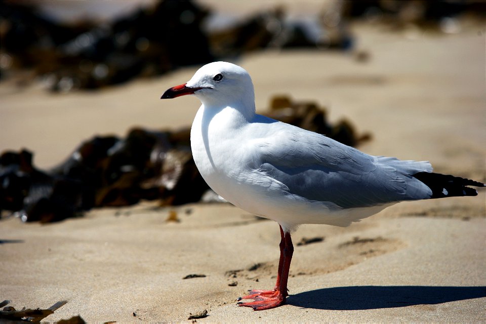 Seagull
