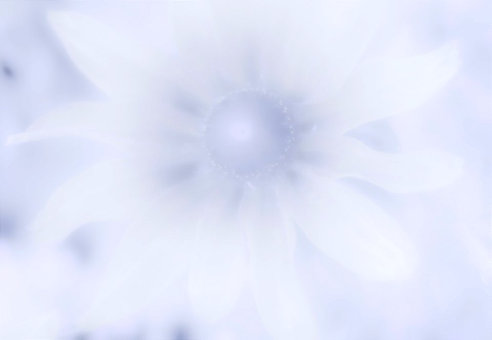 Stanley Park Flower edits from Vancouver Canada